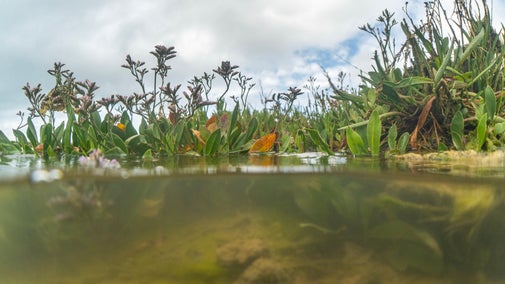 A split shot of the water and land within the saltmarsh at Newtown National Nature Reserve